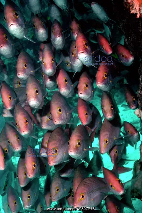 : Yellow-banded SNAPPER / Sea Perch / Hussar - school : Yellow-banded SNAPPER / Sea Perch / Hussar - school
