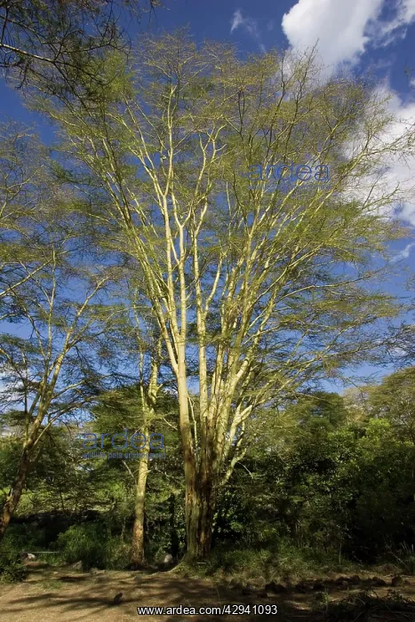 : Yellow-barked Acacia or Fever Trees at Mzima Springs : Yellow-barked Acacia or Fever Trees at Mzima Springs