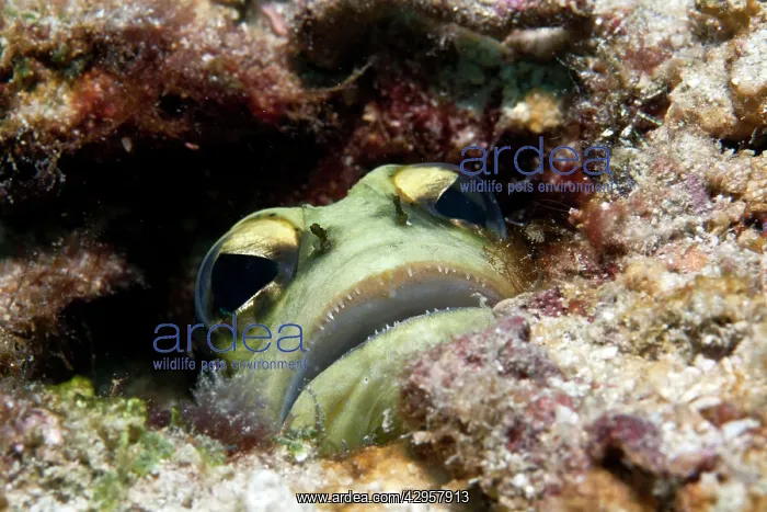 : Yellow Barred Jaw Fish : Yellow Barred Jaw Fish