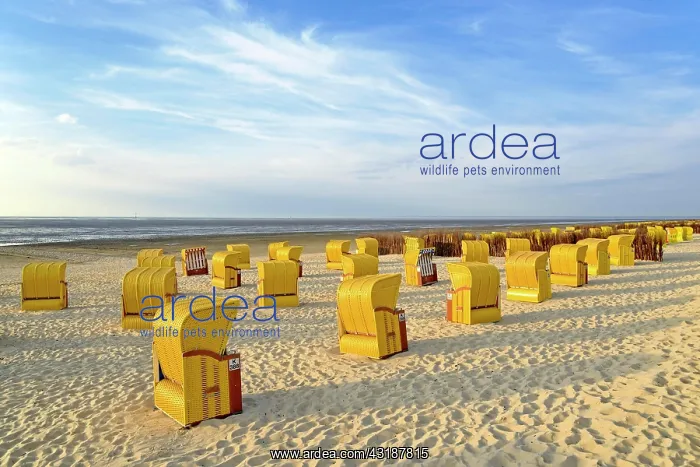 : Yellow beach chairs in the evening light at the : Yellow beach chairs in the evening light at the