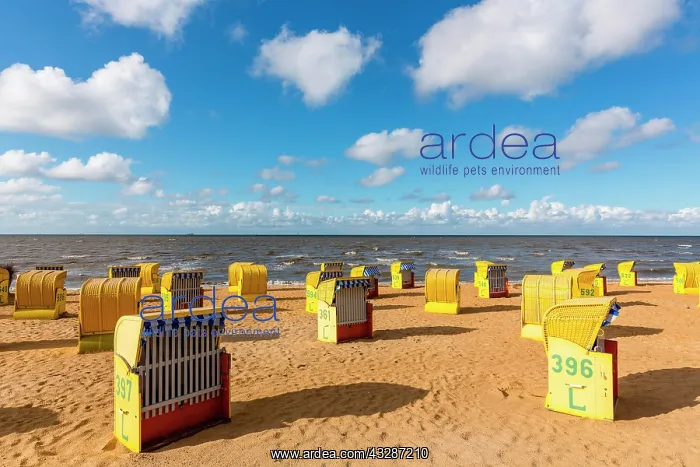 : Yellow beach chairs at high water on the beach of : Yellow beach chairs at high water on the beach of