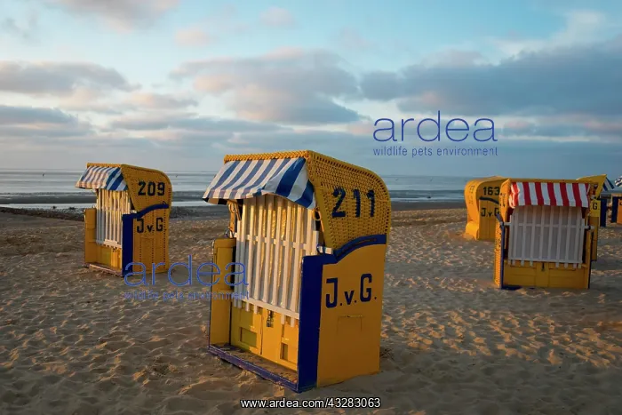 : Yellow beach chairs during off-season, Duhnen, Cuxhaven : Yellow beach chairs during off-season, Duhnen, Cuxhaven