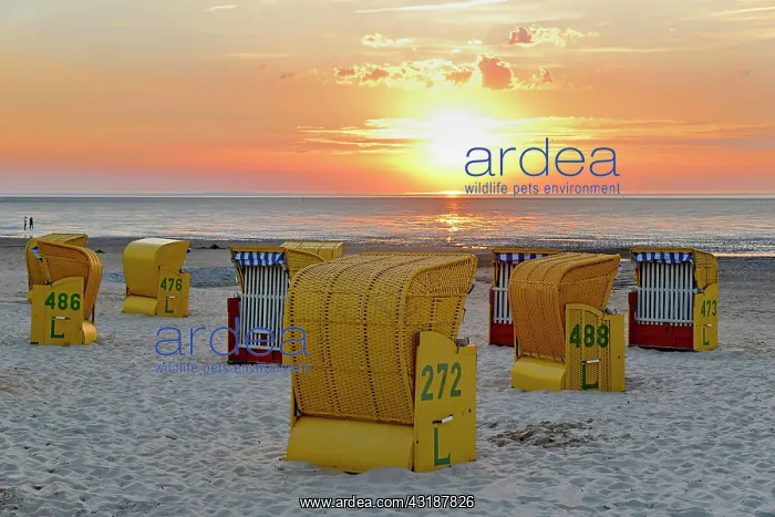 : Yellow beach chairs at sunset on the beach of Cuxhaven-Dnse : Yellow beach chairs at sunset on the beach of Cuxhaven-Dnse