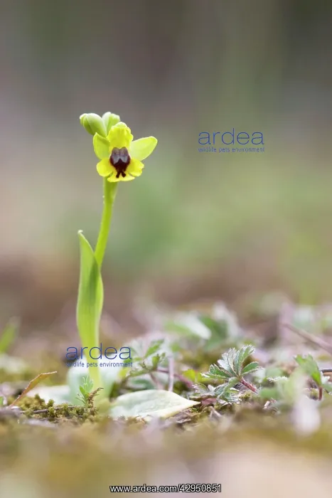 : Yellow Bee Orchid