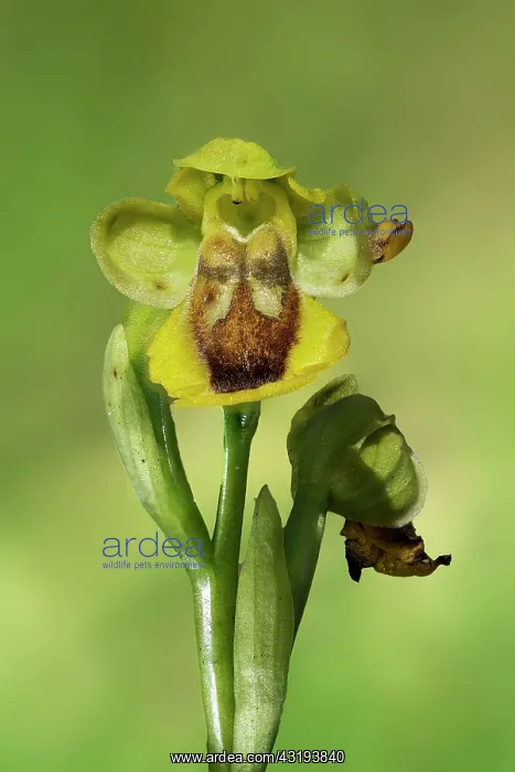  : Yellow Bee Orchid (Ophrys lutea lutea), flower