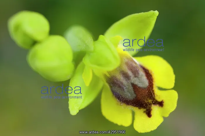 : Yellow Bee Orchid / Yellow Ophrys - close up : Yellow Bee Orchid / Yellow Ophrys - close up