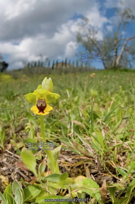 : Yellow Bee Orchid / Yellow Ophrys - in habitat : Yellow Bee Orchid / Yellow Ophrys - in habitat
