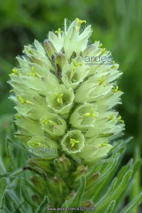 : Yellow Bellflower, Campanula thyrsoides, in high : Yellow Bellflower, Campanula thyrsoides, in high