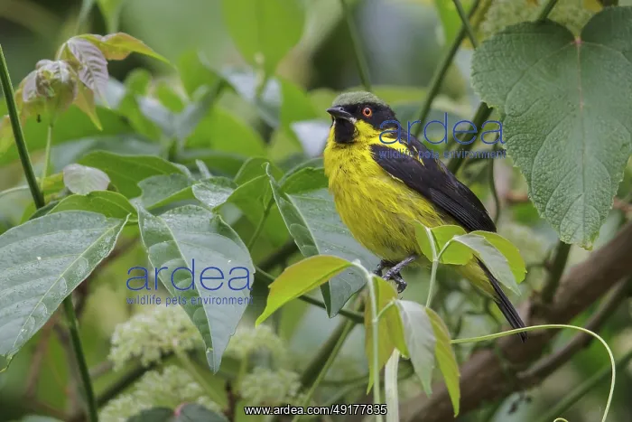 : Yellow-bellied Dacnis (Dacnis flaviventer) perched on a branch in Manu National Park : Yellow-bellied Dacnis (Dacnis flaviventer) perched on a branch in Manu National Park