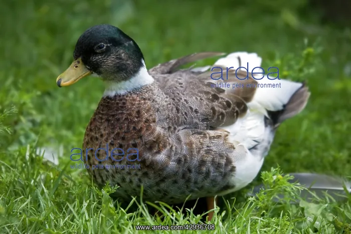 : Yellow-bellied call Duck - part of a collection : Yellow-bellied call Duck - part of a collection