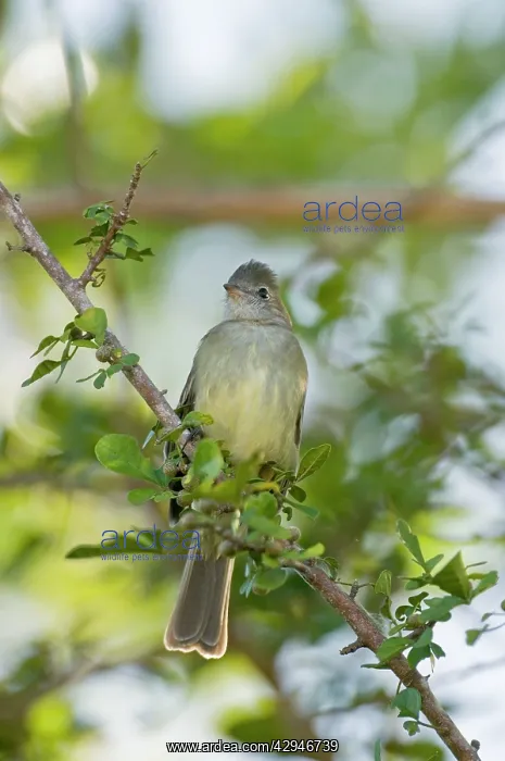: Yellow-bellied Elaenia - sitting on branch : Yellow-bellied Elaenia - sitting on branch