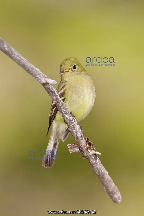 : Yellow-bellied Flycatcher : Yellow-bellied Flycatcher