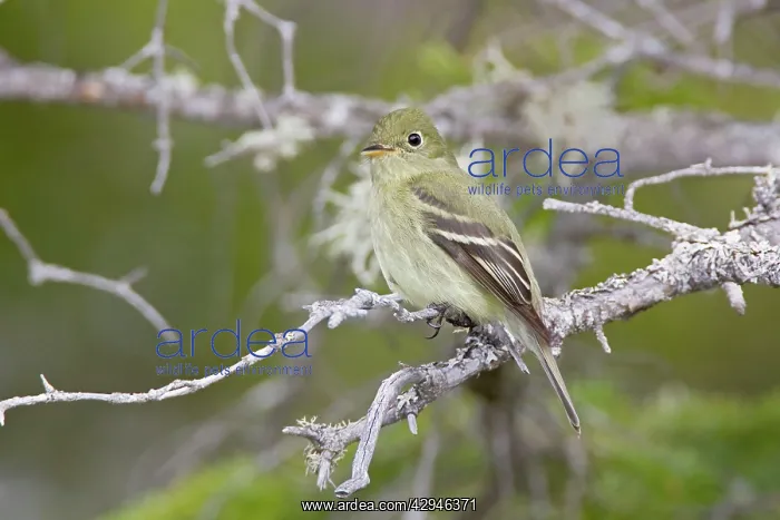 : Yellow-bellied Flycatcher : Yellow-bellied Flycatcher