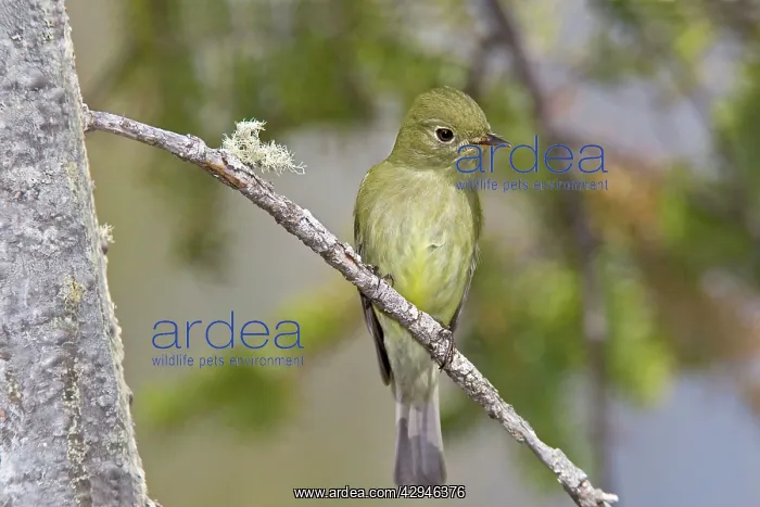 : Yellow-bellied Flycatcher : Yellow-bellied Flycatcher