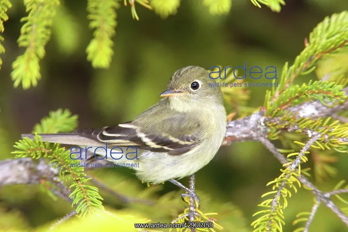 : Yellow-bellied Flycatcher : Yellow-bellied Flycatcher