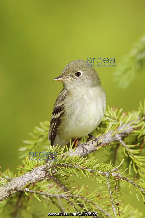 : Yellow-bellied Flycatcher : Yellow-bellied Flycatcher