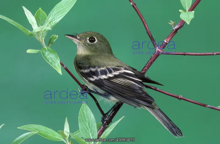 : Yellow-bellied Flycatcher : Yellow-bellied Flycatcher