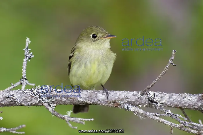 : Yellow-bellied Flycatcher - spring : Yellow-bellied Flycatcher - spring