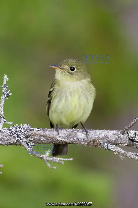  : Yellow-bellied Flycatcher - spring