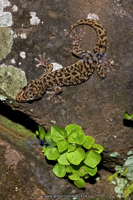 : Yellow-bellied Gecko : Yellow-bellied Gecko