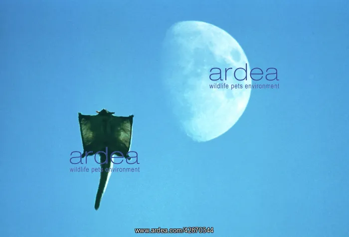 : Yellow-bellied Glider - Gliding in front of moon : Yellow-bellied Glider - Gliding in front of moon