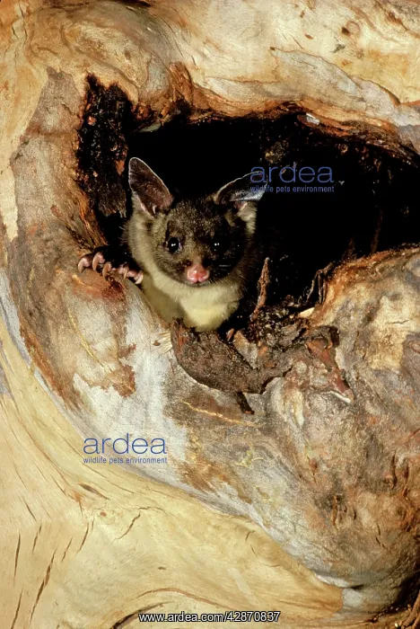: Yellow-bellied Glider - In hollow of tree : Yellow-bellied Glider - In hollow of tree
