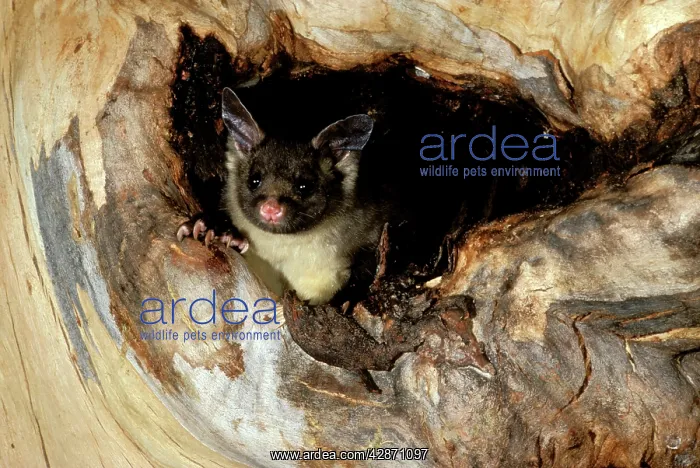 : Yellow-bellied Glider - In hollow of tree : Yellow-bellied Glider - In hollow of tree