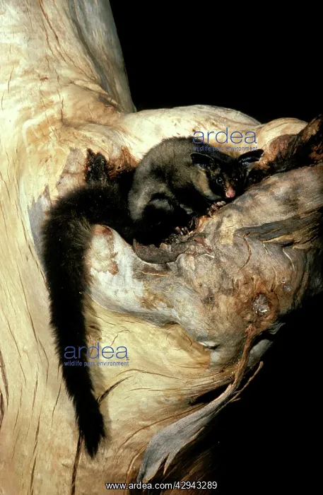 : Yellow-bellied glider (Petaurus australis) at entrance : Yellow-bellied glider (Petaurus australis) at entrance