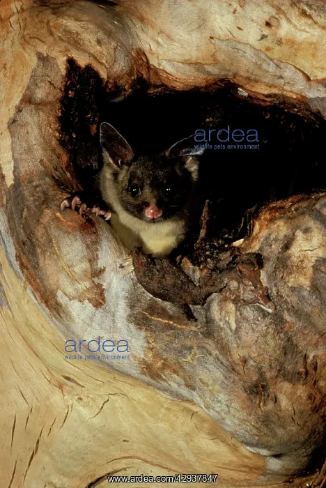 : Yellow-bellied glider (Petaurus australis) in hollow : Yellow-bellied glider (Petaurus australis) in hollow