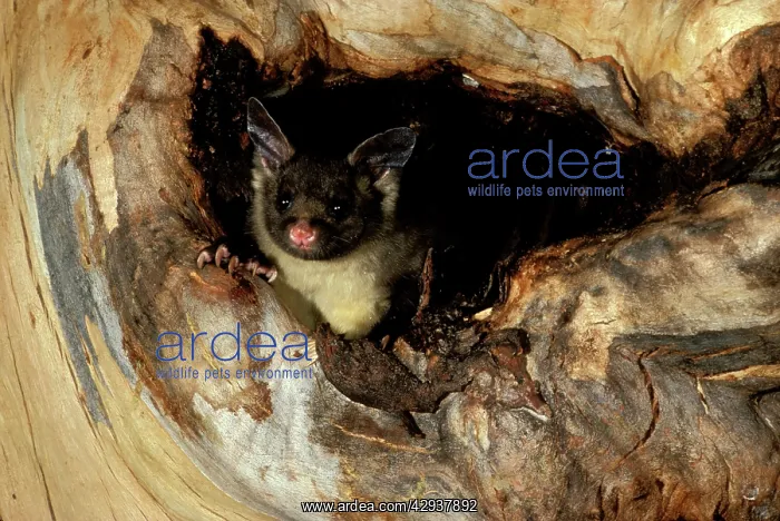 : Yellow-bellied glider (Petaurus australis) in hollow : Yellow-bellied glider (Petaurus australis) in hollow