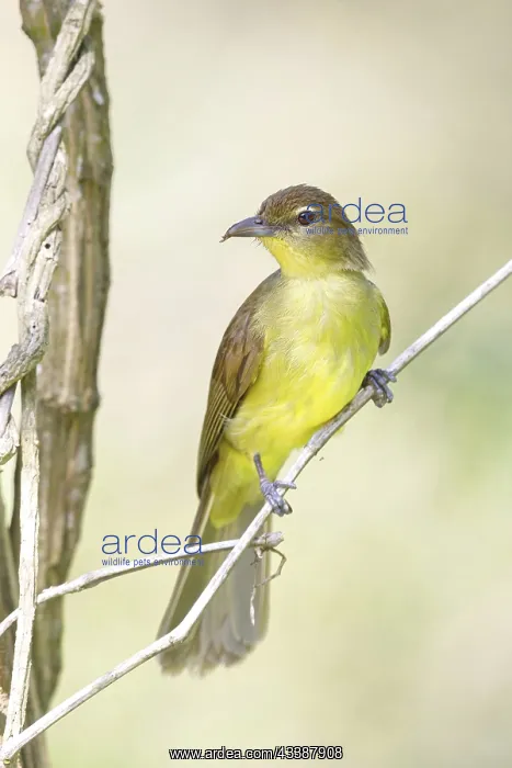 : Yellow-bellied greenbul (Chlorocichla flaviventris) : Yellow-bellied greenbul (Chlorocichla flaviventris)