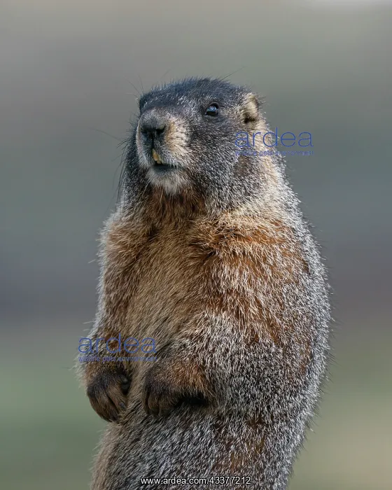 : Yellow-bellied marmot at attention, Mount Evans : Yellow-bellied marmot at attention, Mount Evans