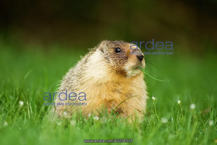 : Yellow-bellied marmot, Marmota flaviventris : Yellow-bellied marmot, Marmota flaviventris