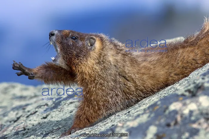 : Yellow-bellied marmot (Marmota flaviventris) yawning : Yellow-bellied marmot (Marmota flaviventris) yawning