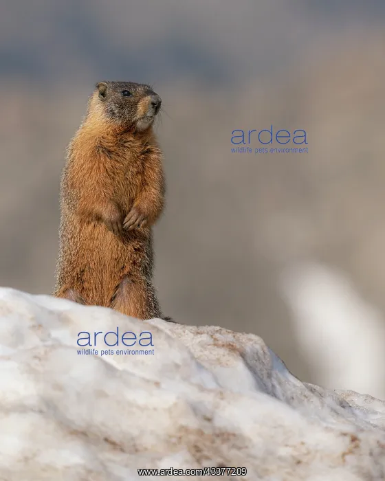 : Yellow-bellied marmot, Mount Evans Wilderness, Colorado : Yellow-bellied marmot, Mount Evans Wilderness, Colorado