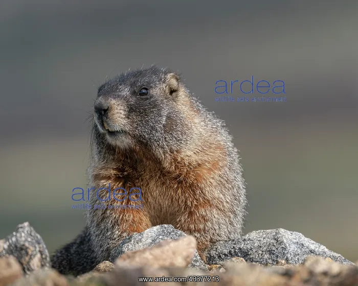 : Yellow-bellied marmot, Mount Evans Wilderness, Colorado : Yellow-bellied marmot, Mount Evans Wilderness, Colorado