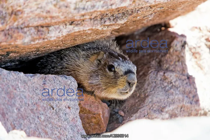 : Yellow-bellied Marmot - peering out of boulders : Yellow-bellied Marmot - peering out of boulders
