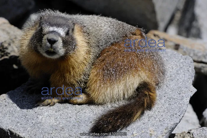 : Yellow-bellied Marmot - Yellow-bellied Marmot laying : Yellow-bellied Marmot - Yellow-bellied Marmot laying