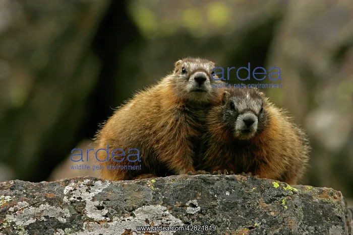 : Yellow-bellied Marmots - Young : Yellow-bellied Marmots - Young