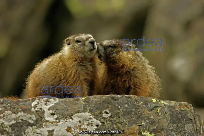 : Yellow-bellied Marmots - Young : Yellow-bellied Marmots - Young