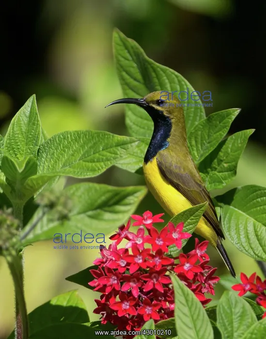 : Yellow-bellied / Olive-backed Sunbird : Yellow-bellied / Olive-backed Sunbird