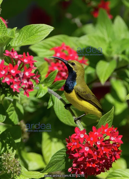 : Yellow-bellied / Olive-backed Sunbird : Yellow-bellied / Olive-backed Sunbird