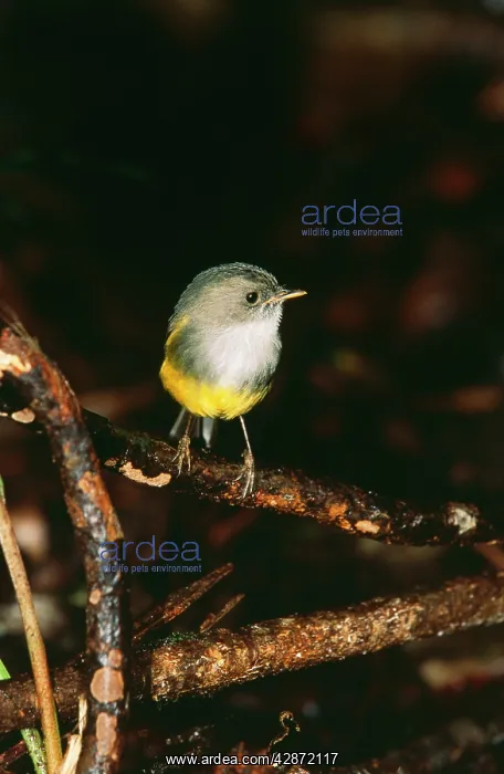 : Yellow-bellied ROBIN - perched : Yellow-bellied ROBIN - perched