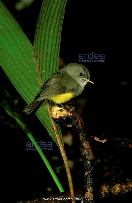 : Yellow-bellied Robin - Perched on branch : Yellow-bellied Robin - Perched on branch