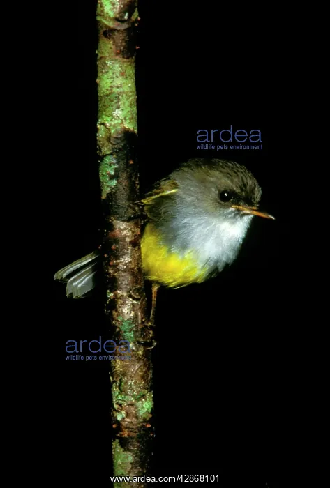 : Yellow-bellied Robin - Perched on branch : Yellow-bellied Robin - Perched on branch