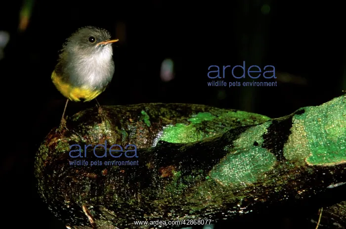 : Yellow-bellied Robin - Perched on log : Yellow-bellied Robin - Perched on log