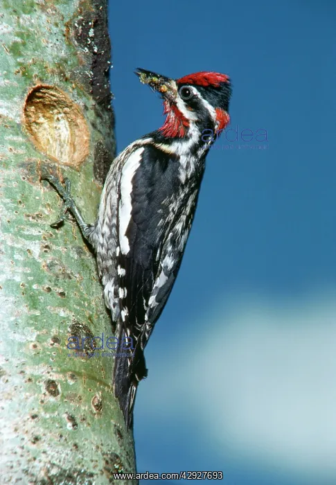 : Yellow-bellied Sapsucker : Yellow-bellied Sapsucker