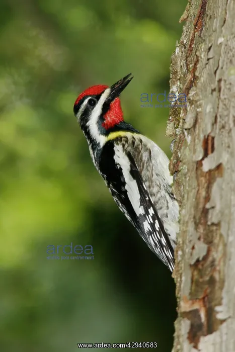 : Yellow-bellied Sapsucker : Yellow-bellied Sapsucker