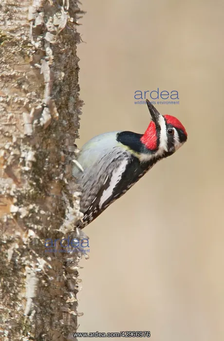 : Yellow-bellied Sapsucker : Yellow-bellied Sapsucker