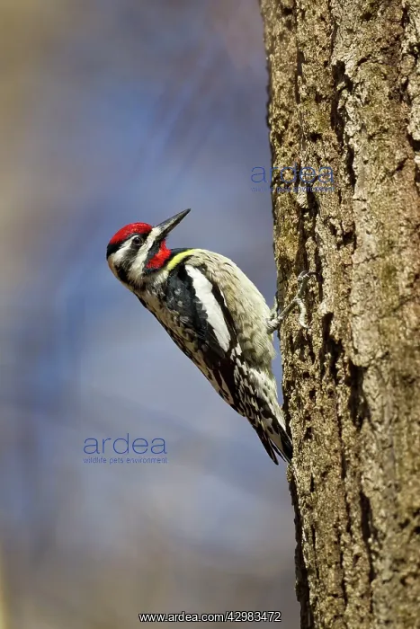 : Yellow-bellied Sapsucker : Yellow-bellied Sapsucker
